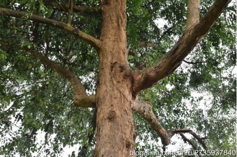 1737427443692120.png image.png