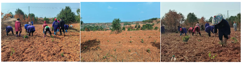 1740470294275000.jpg 4.jpg